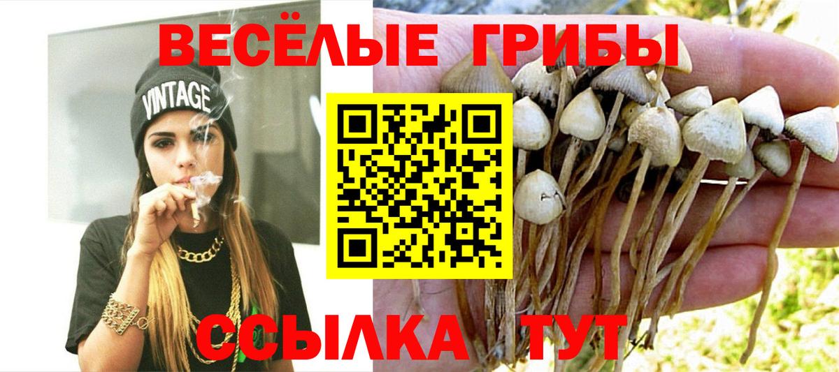 Медногорск  Псилоцибиновые грибы Psilocybine cubensis  Вход с VPN 